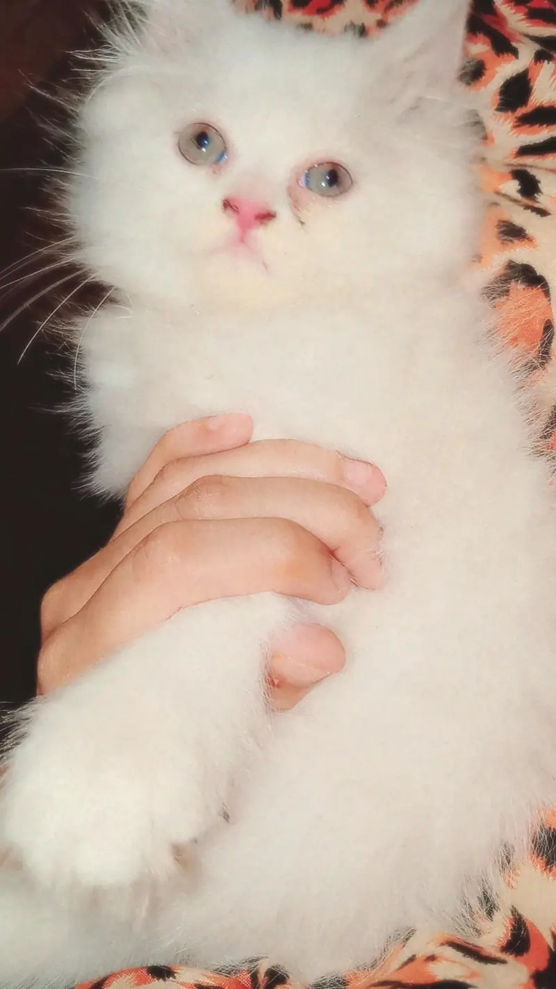 Persian , triple coated, hazel blue eyes — photo 2