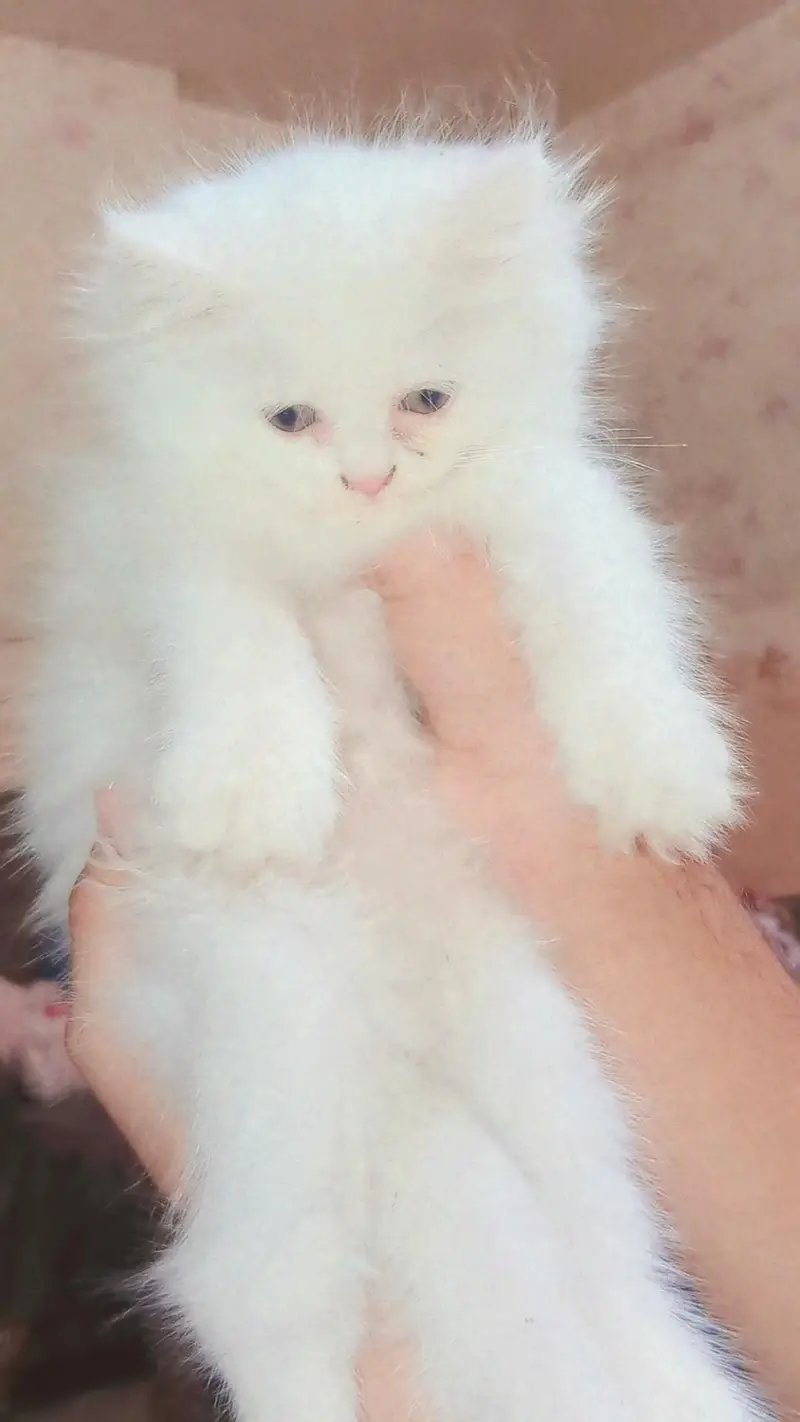 Persian , triple coated, hazel blue eyes — photo 3