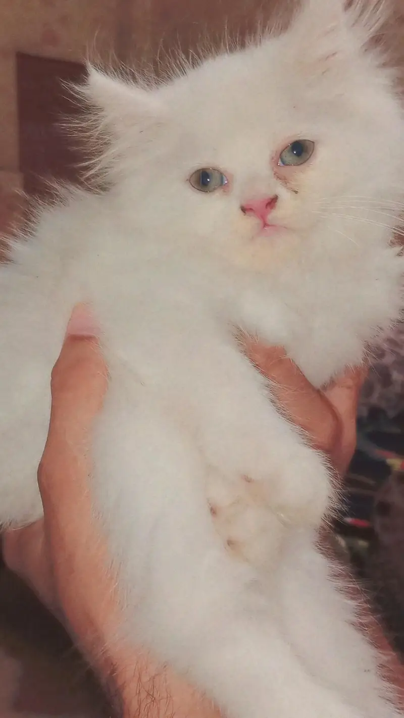 Persian , triple coated, hazel blue eyes — photo 4