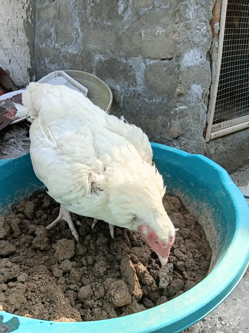 Aseel hen for sale — photo 2