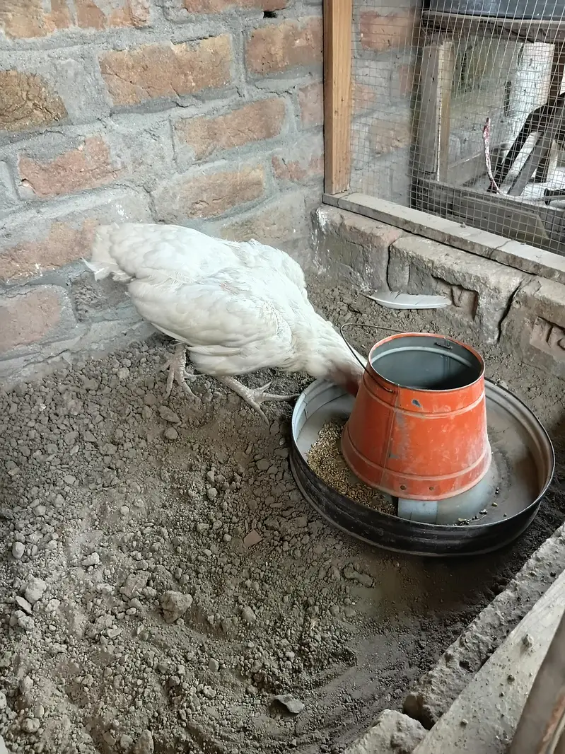 Aseel hen for sale — photo 3