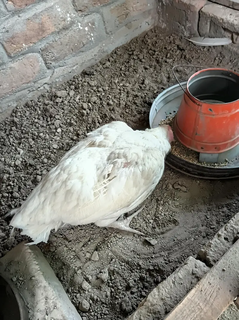 Aseel hen for sale — photo 4
