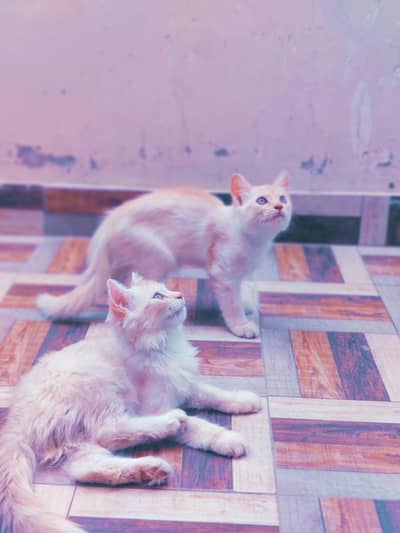 Persian Cats Pair.