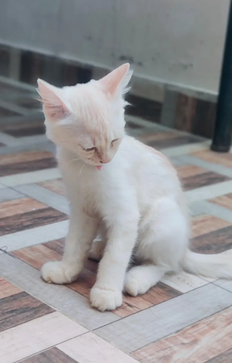 Persian Cats Pair. — photo 6