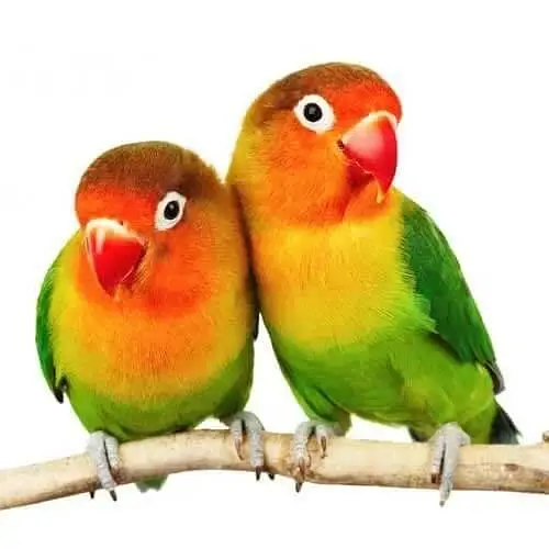 Love birds Pair R. s 1999.0371. 0719775 — photo 6
