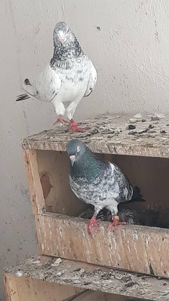 sale setup contact 03084749748 4