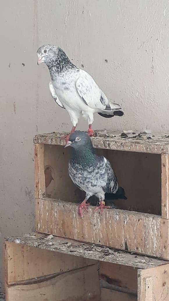 sale setup contact 03084749748 10