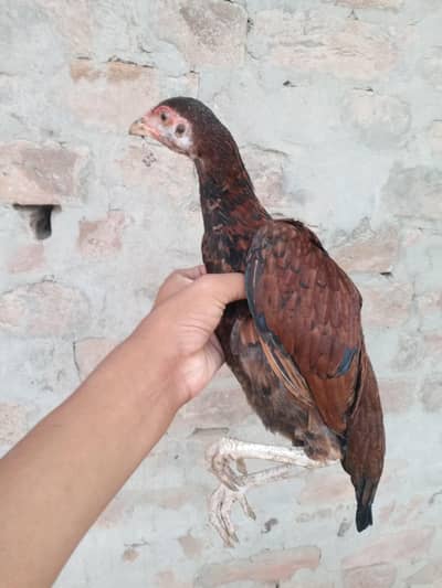 Rajput bird