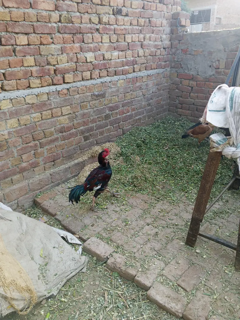 aseel murga — photo 2