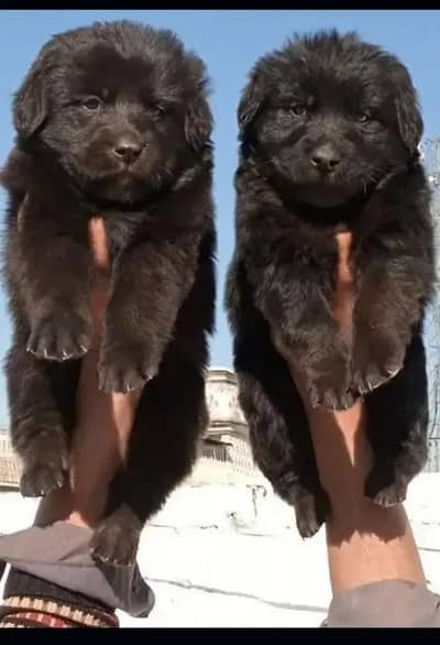 Black German Shepherd pair | long coat | German Shepherd puppies