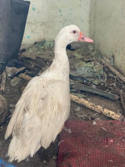 full white Muscovy female and black male healthy active young pair 