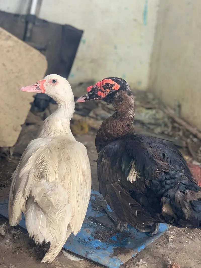 full white Muscovy female and black male healthy active young pair  — photo 2