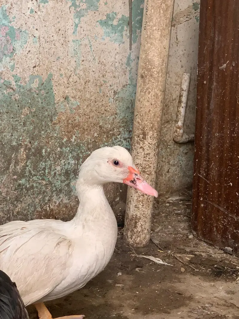 full white Muscovy female and black male healthy active young pair  — photo 3