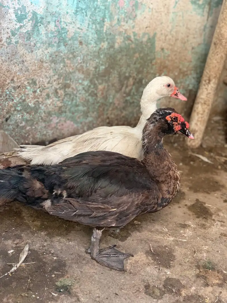 full white Muscovy female and black male healthy active young pair  — photo 4