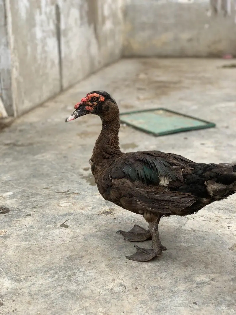 full white Muscovy female and black male healthy active young pair  — photo 5