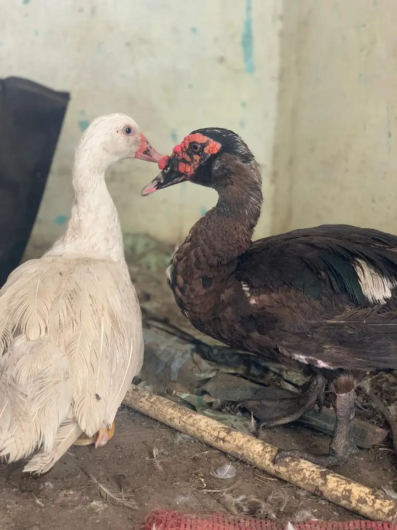 full white Muscovy female and black male healthy active young pair  — photo 7