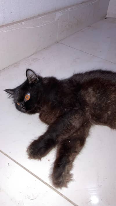 persian male cat RS. 7000/-