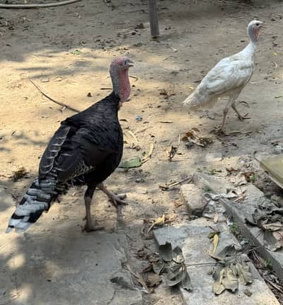 Turkey bird breeder pair for sale