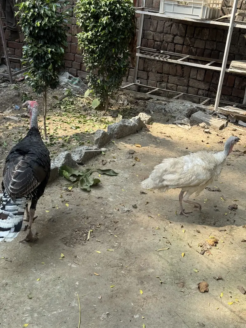 Turkey bird breeder pair for sale — photo 2