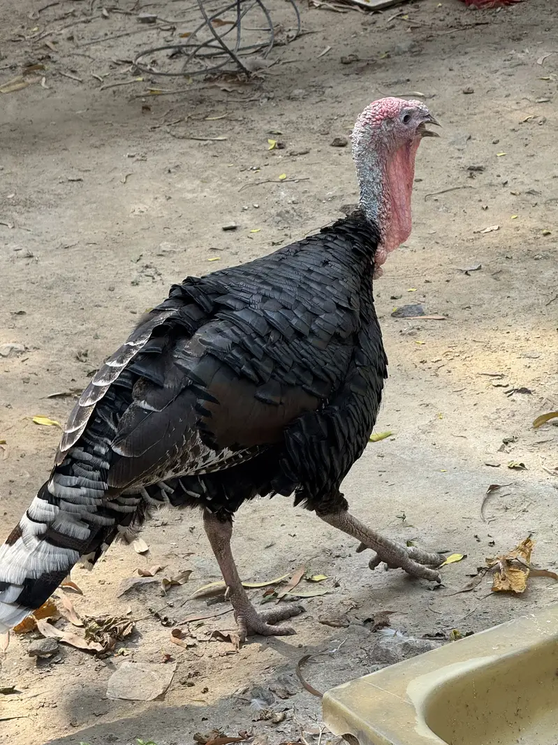 Turkey bird breeder pair for sale — photo 3