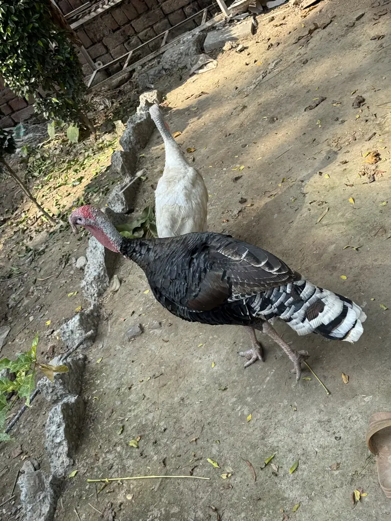 Turkey bird breeder pair for sale — photo 4