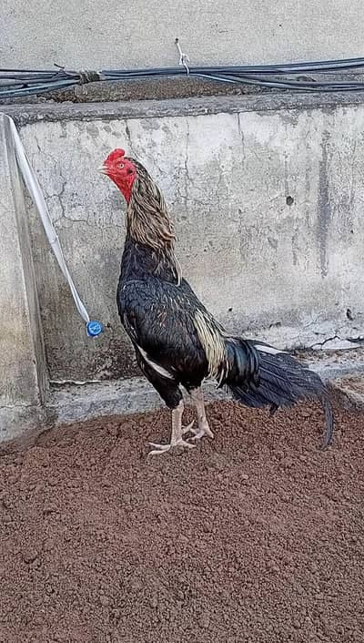 Aseel Murga Patha Murghi madi hen pathi Rooster chicken egg chick