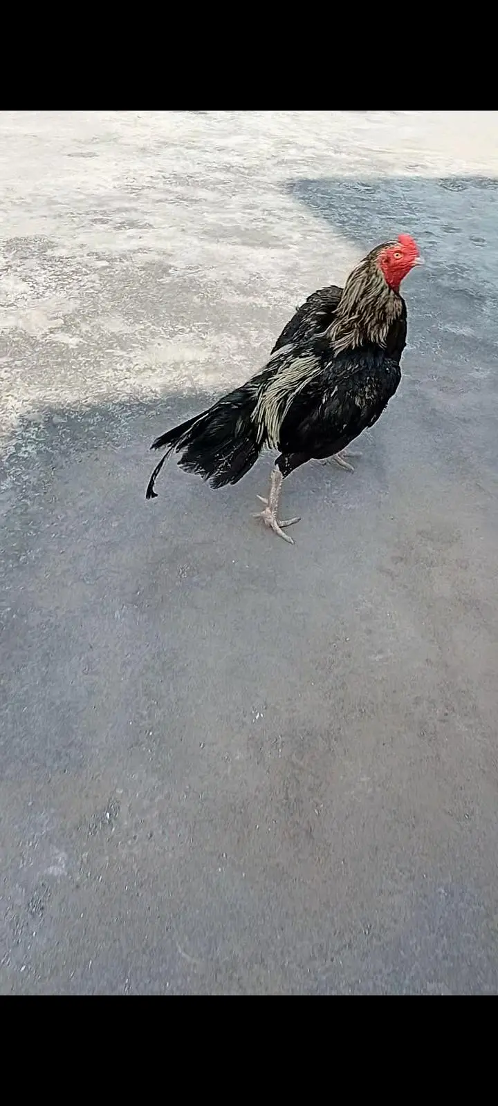 Aseel Murga Patha Murghi madi hen pathi Rooster chicken egg chick — photo 2