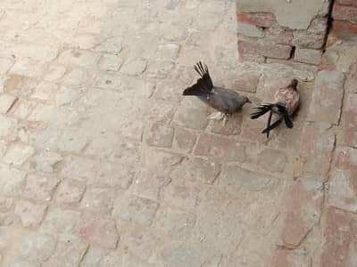 pigeon