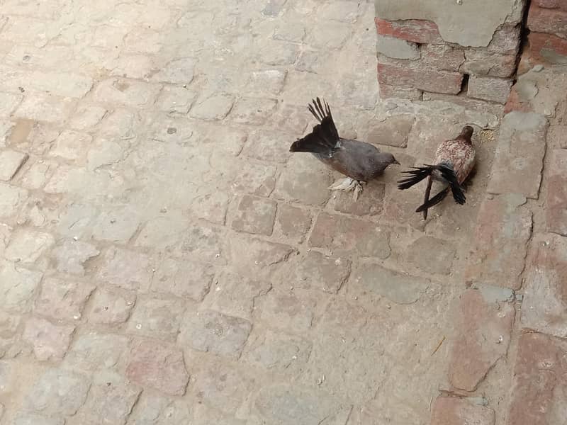 pigeon 0