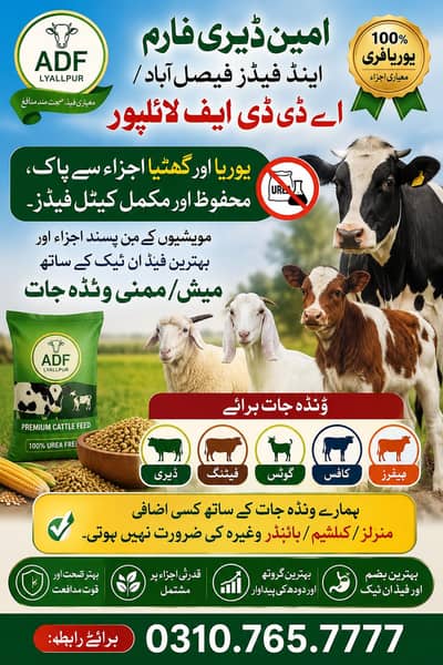 Cattle Feed