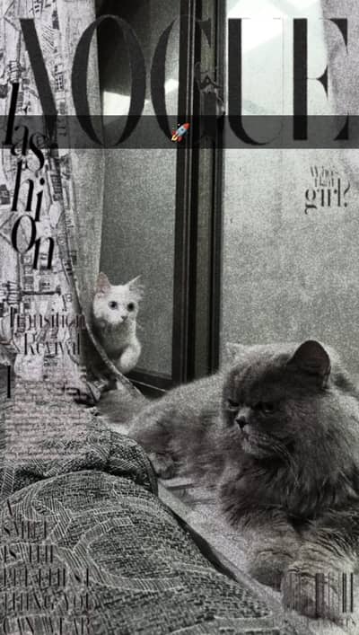 Persian cat pair for sale in peshawar