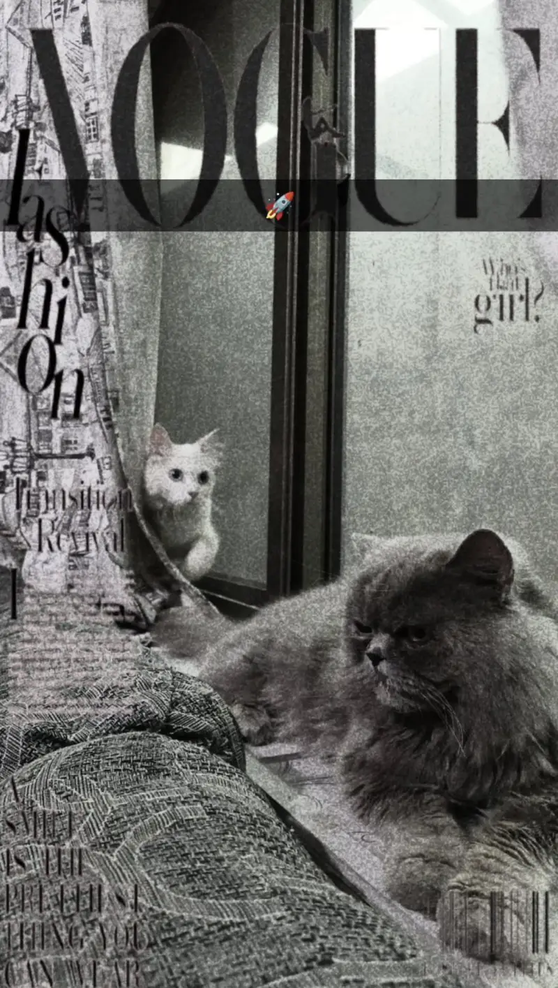 Persian cat pair for sale in peshawar — photo 2