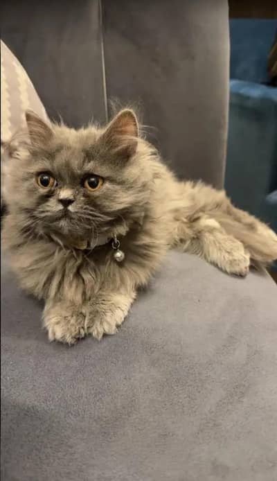 Persian cat pair for sale in peshawar