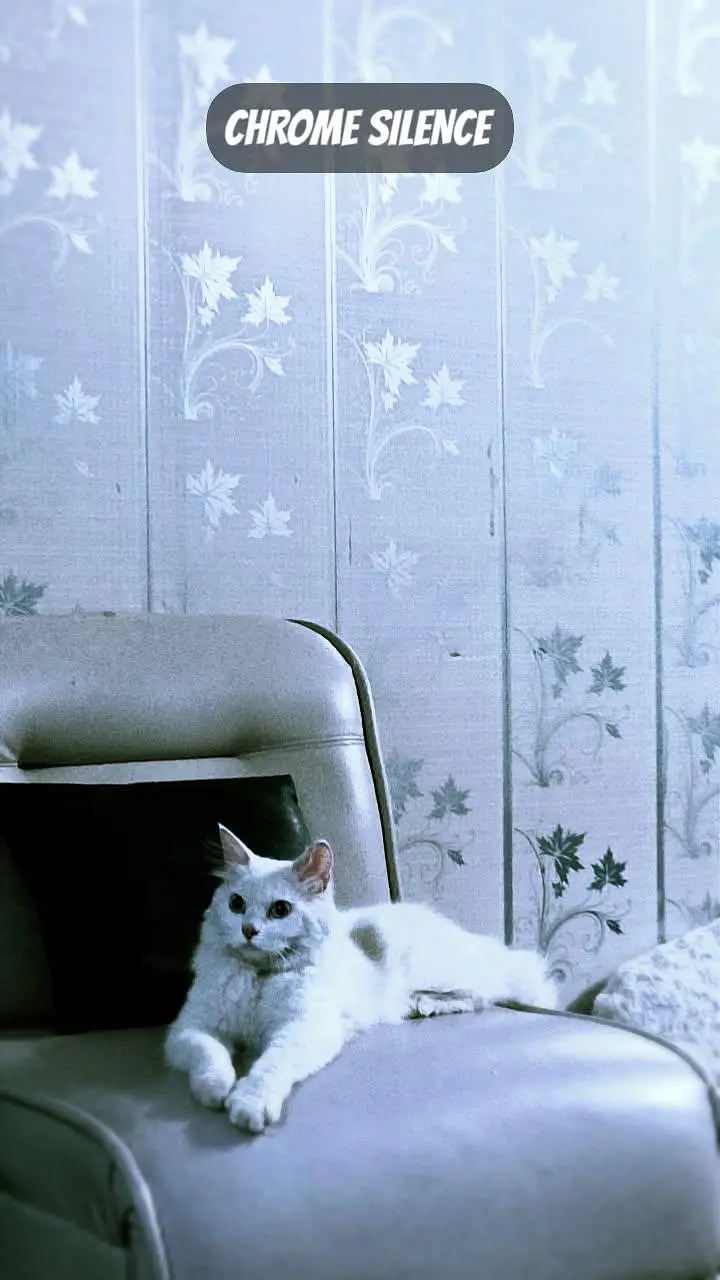 Persian cat pair for sale in peshawar — photo 3