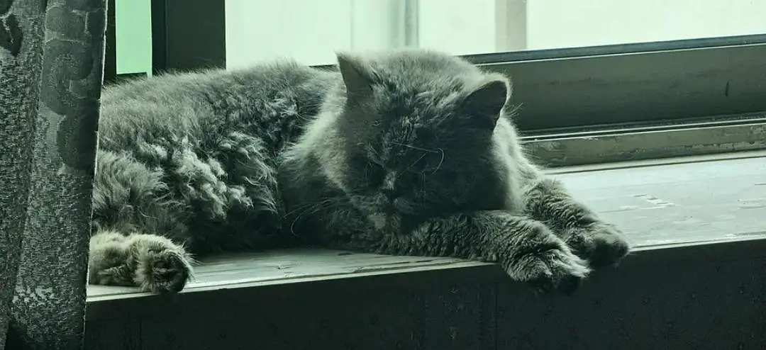 Persian cat pair for sale in peshawar — photo 4