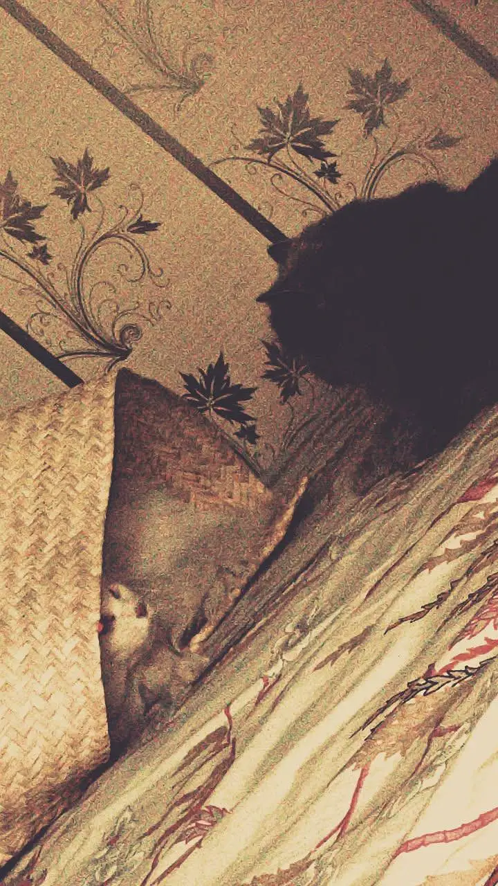 Persian cat pair for sale in peshawar — photo 5