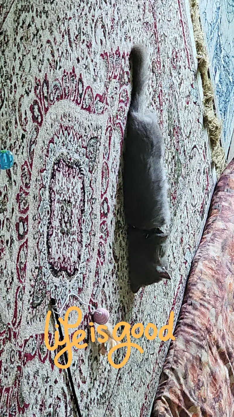 Persian cat pair for sale in peshawar — photo 6