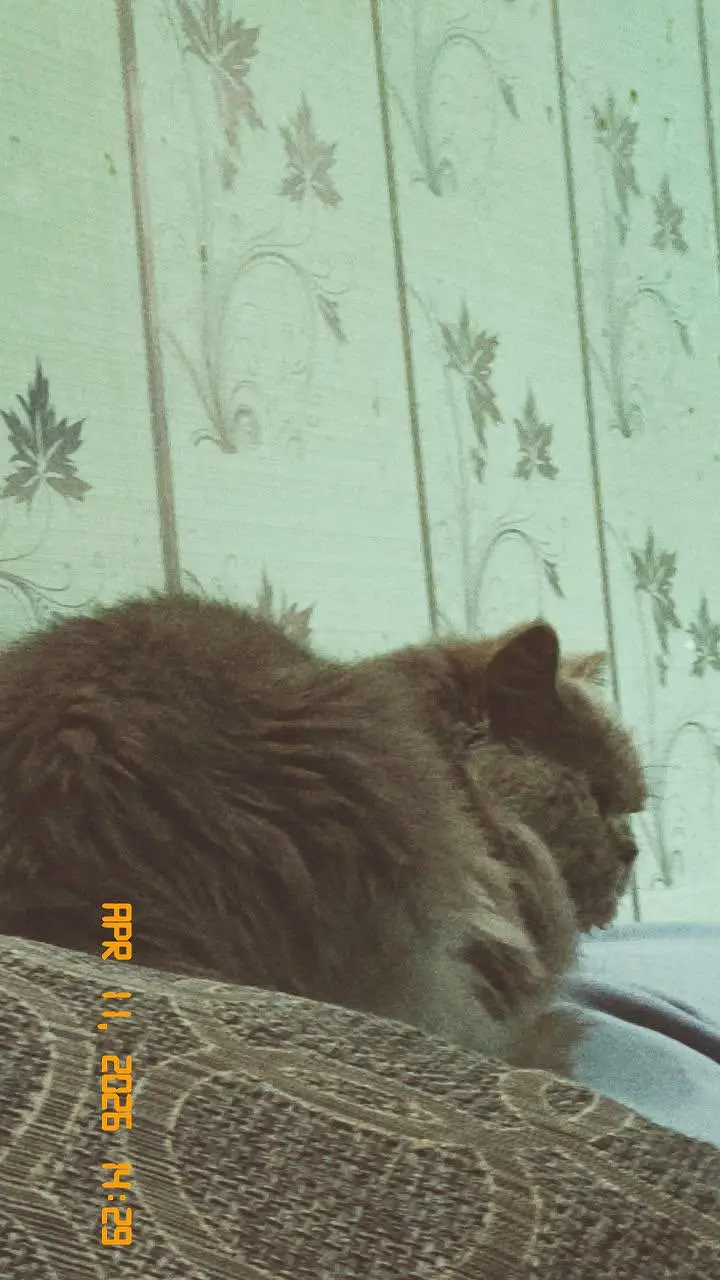 Persian cat pair for sale in peshawar — photo 7