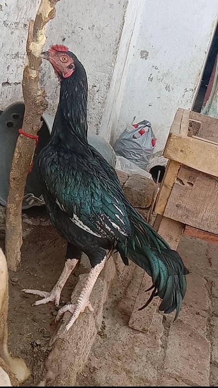 mushka patha 0