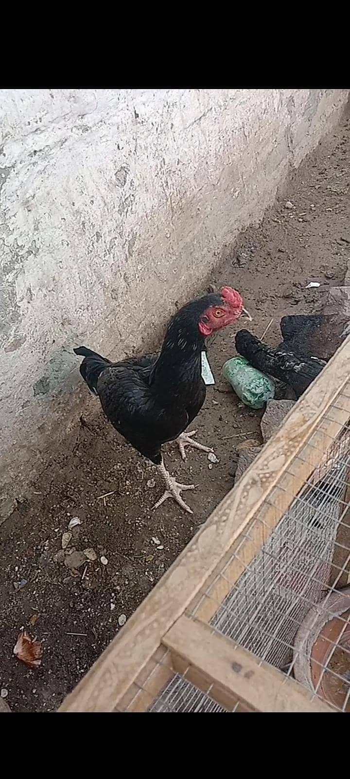 mushka patha 1