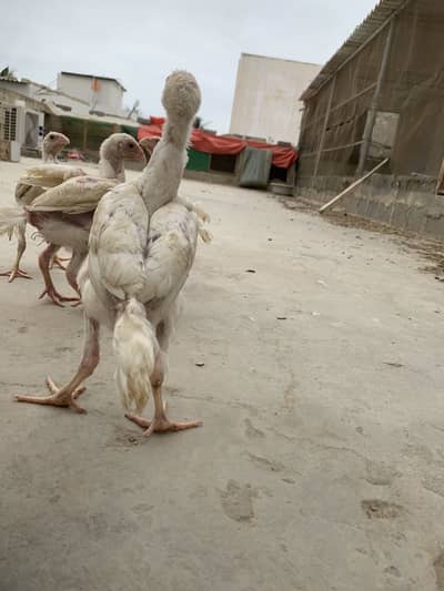 King white shamoo chicks long heighted