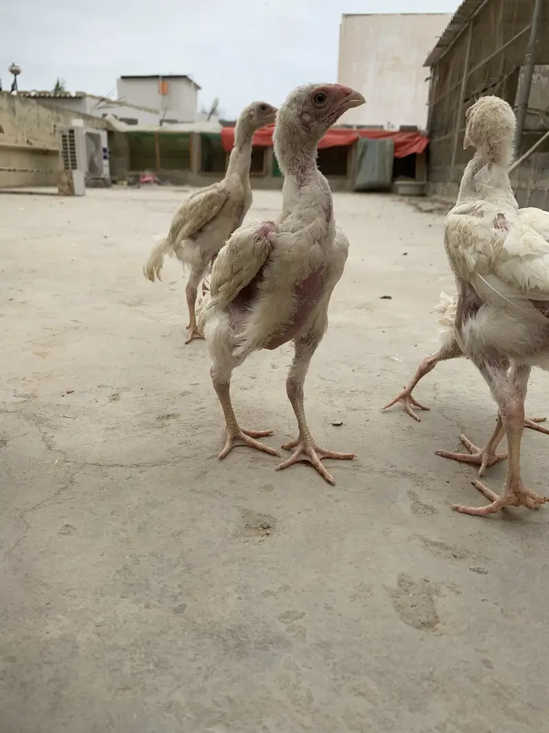 King white shamoo chicks long heighted — photo 2