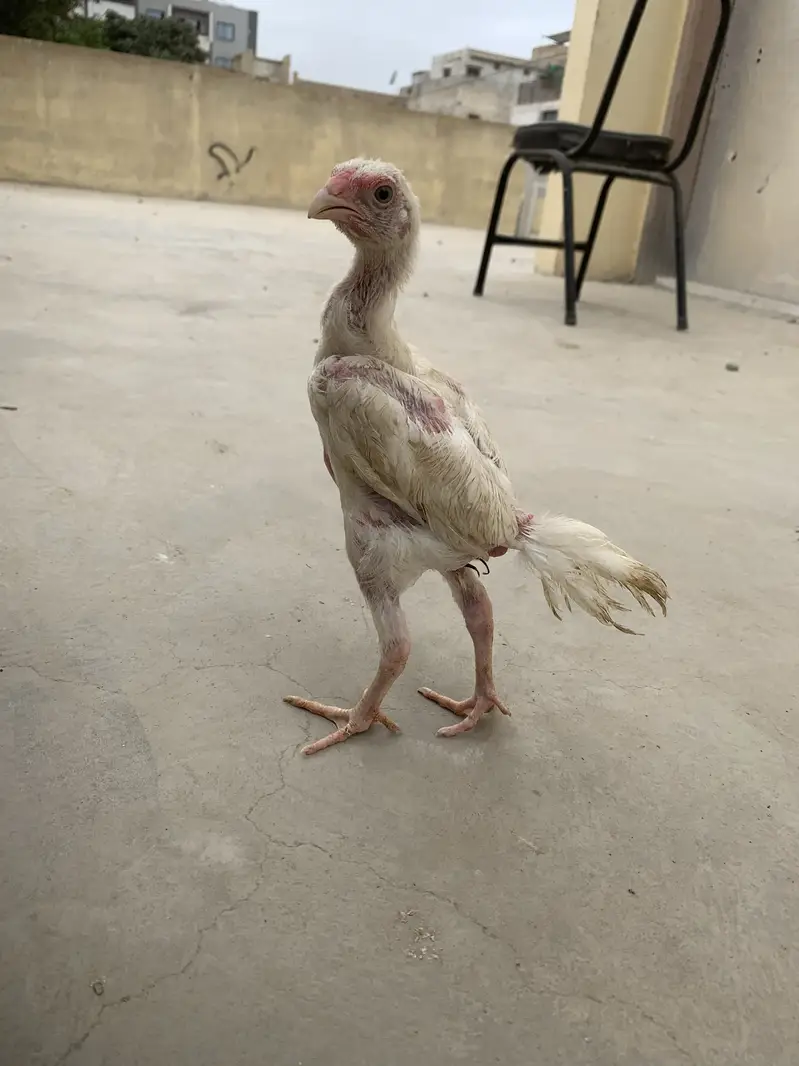 King white shamoo chicks long heighted — photo 3