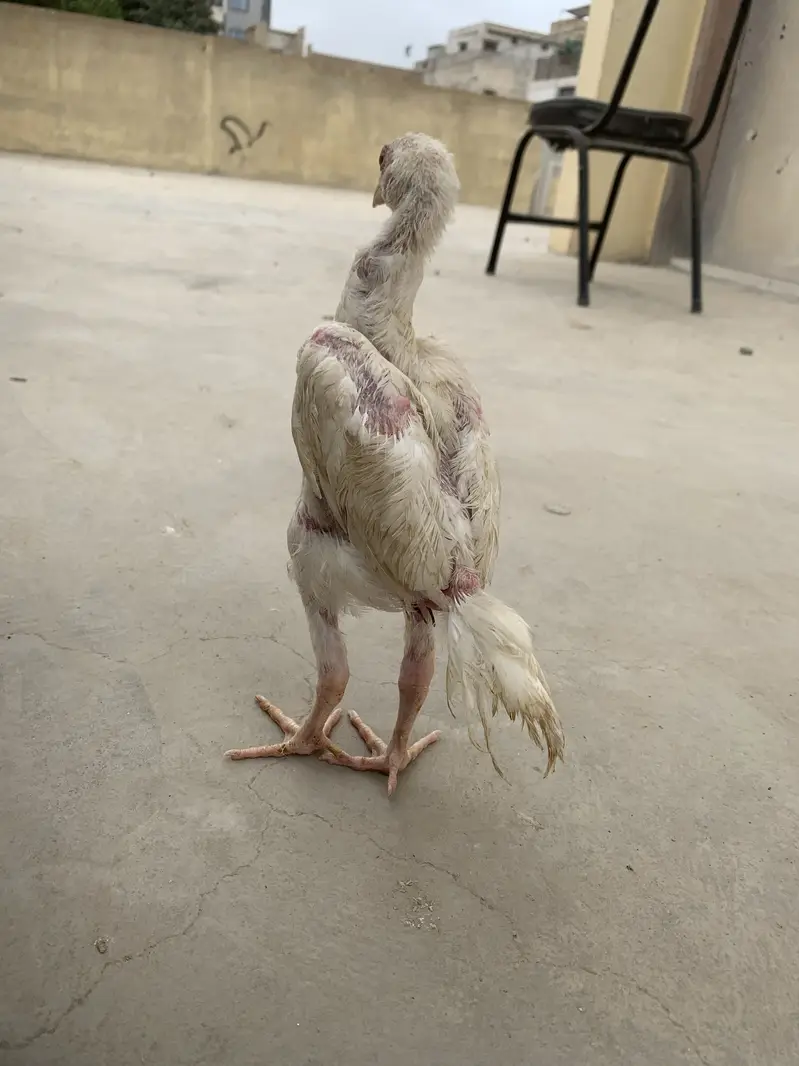 King white shamoo chicks long heighted — photo 4