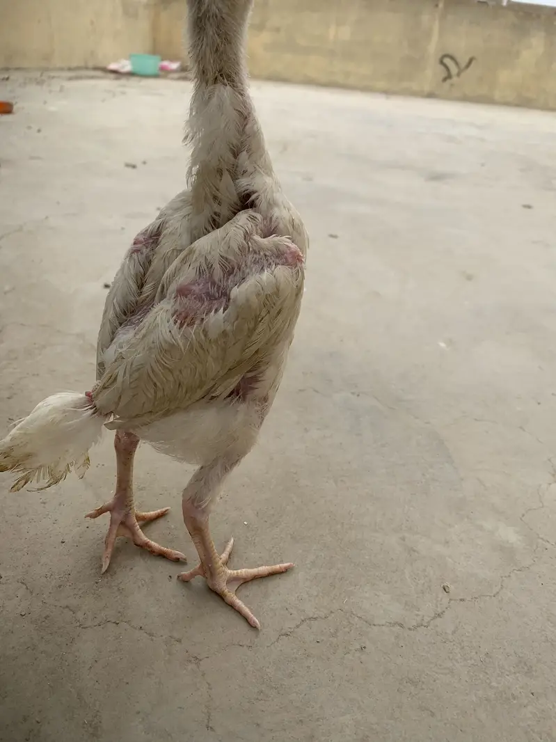 King white shamoo chicks long heighted — photo 5