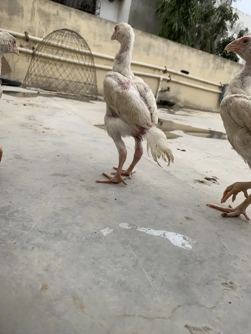 King white shamoo chicks long heighted — photo 7