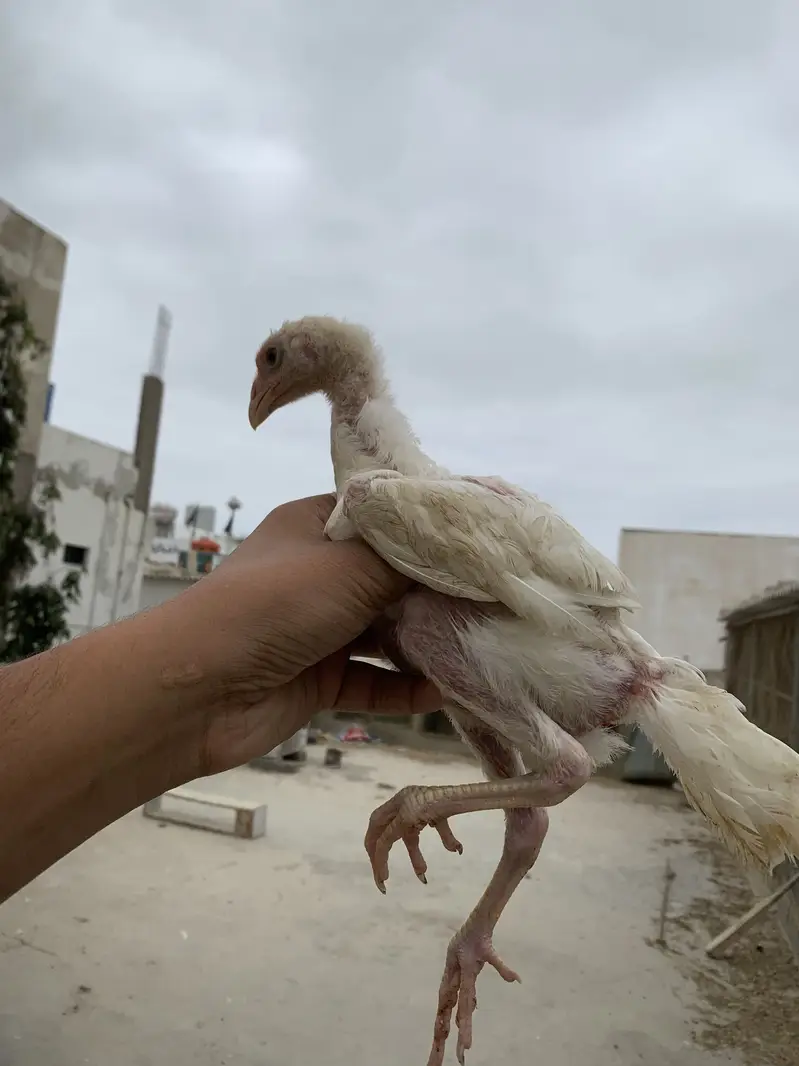 King white shamoo chicks long heighted — photo 9