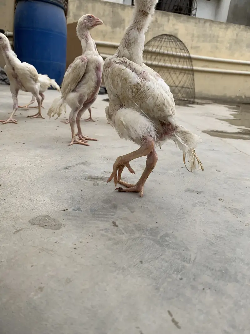 King white shamoo chicks long heighted — photo 10