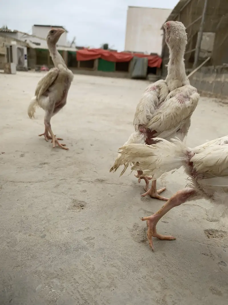 King white shamoo chicks long heighted — photo 12