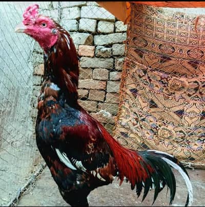 Mianwali Aseel  for sale | Sindhi morga foe sale  Aseel  Amroha lasani